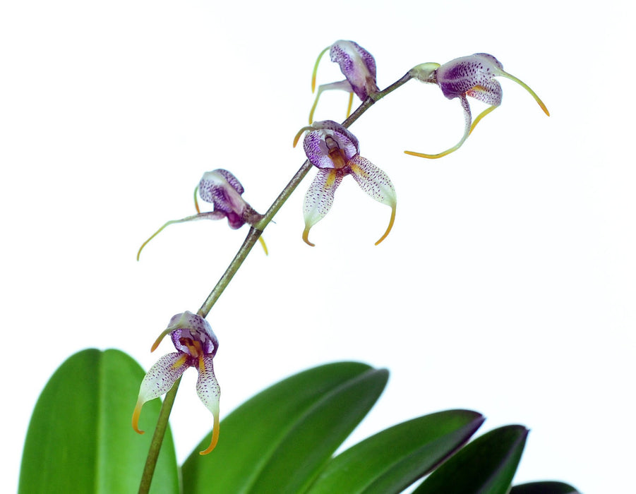 Masdevallia pachyura big