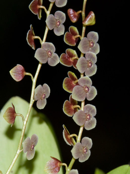 Stelis argentata
