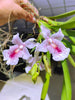 Rodriguezia satipoana type