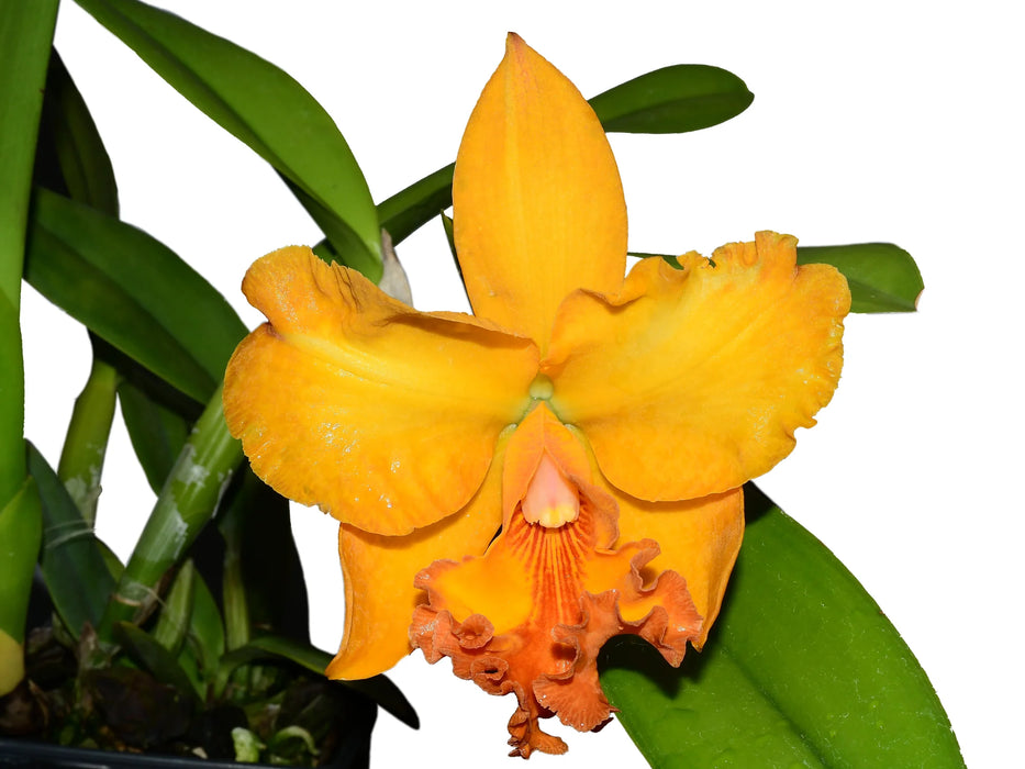 Rhyncholaeliocattleya Zamora