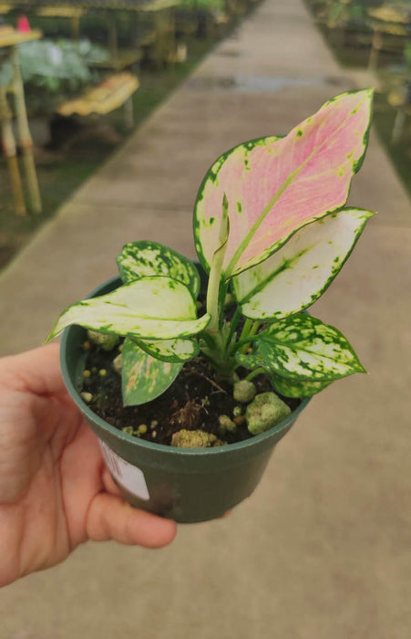 Aglaonema 'Lady Valentine'