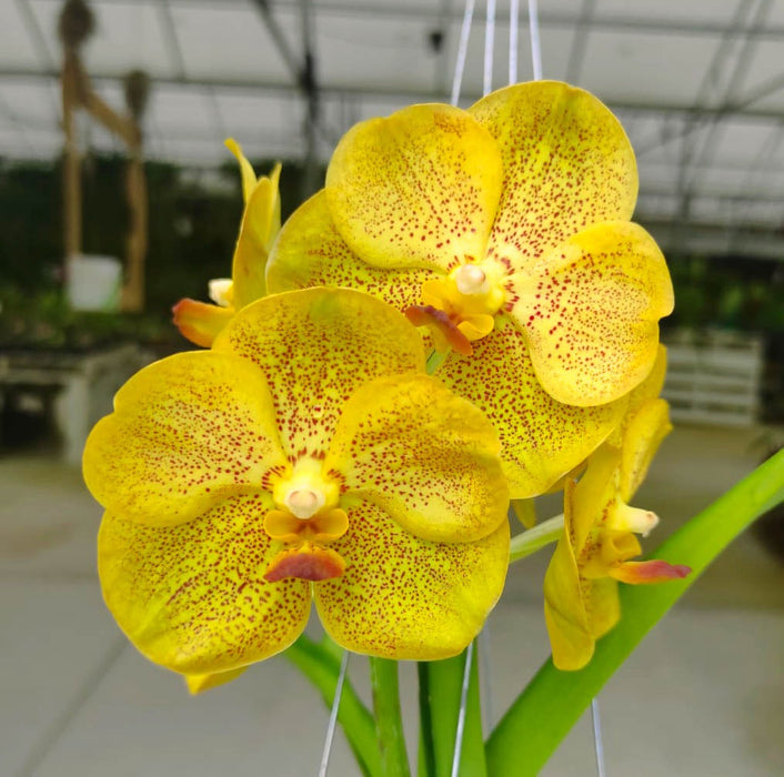 Vanda Ratchaburi Beauty