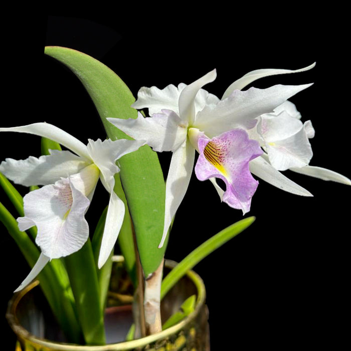 Brassolaelia Aurora (Brassavola nodosa x Laelia anceps lineolata)