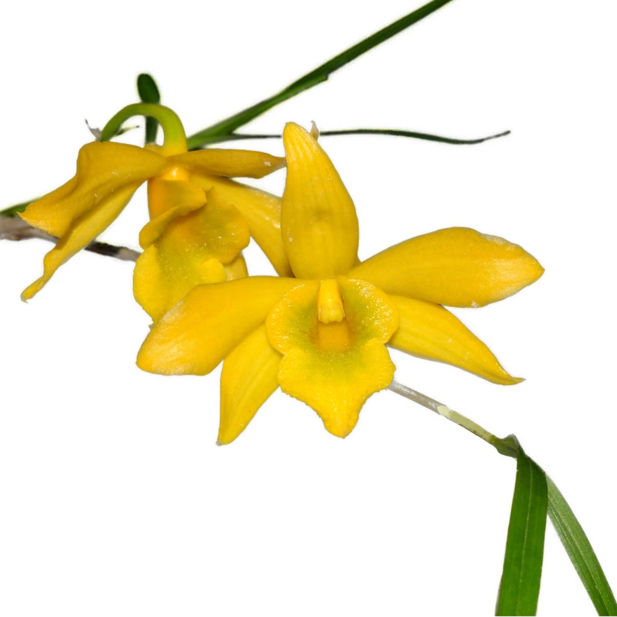 コミック・アニメ Dendrobium2 Dendrobium hancockii — Ecuagenera USA Corp