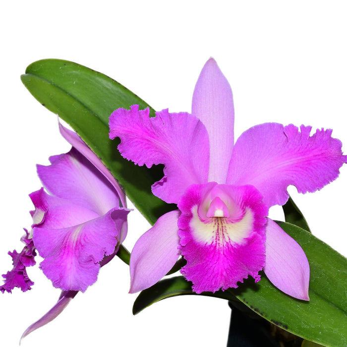 Rhyncholaeliocattleya Maria Brown