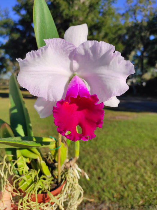 Rhyncholaeliocattleya Izumi Carol