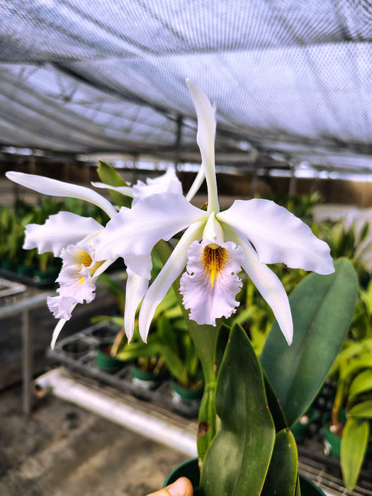 Laeliocattleya Uzhupud Night coerulea