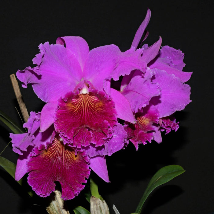 Rhyncholaeliocattleya Nakagami Grace