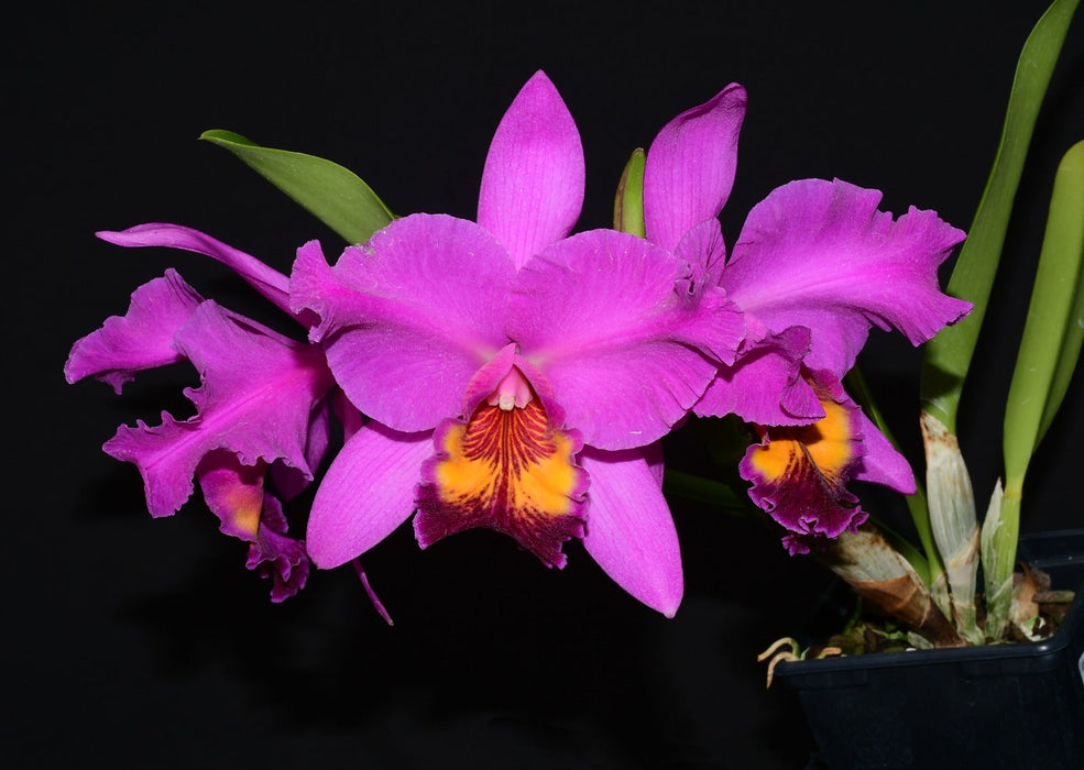 Rhyncholaeliocattleya Rocio Vazquez