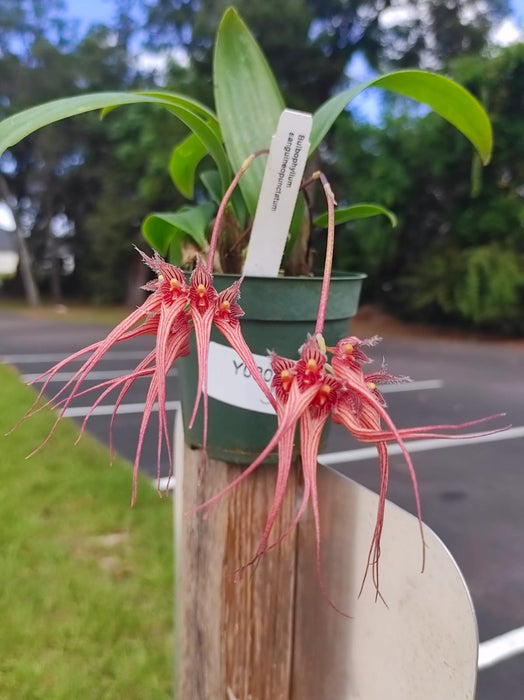 Bulbophyllum sanguineopunctatum