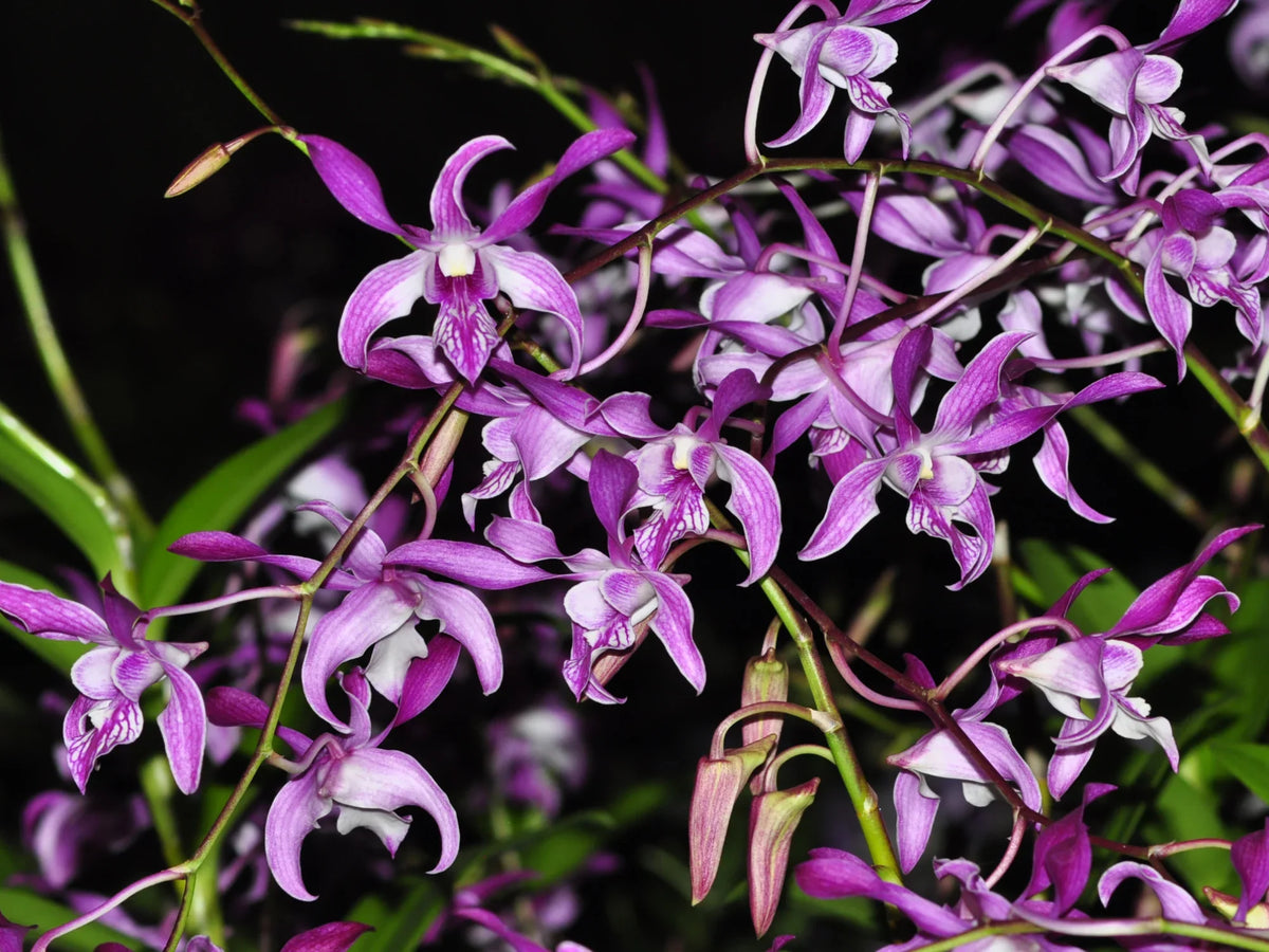 Dendrobium Caesar Stripe Rosado — Ecuagenera USA Corp