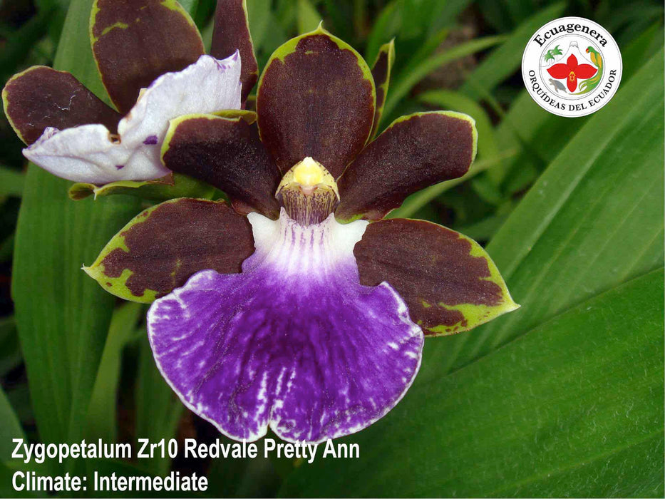 Zygopetalum Zr10 Redvale 'Pretty Ann'