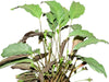 Calathea Pallidum
