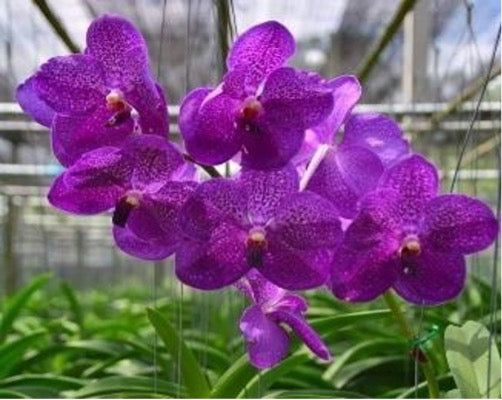 Vanda Pakchong Blue