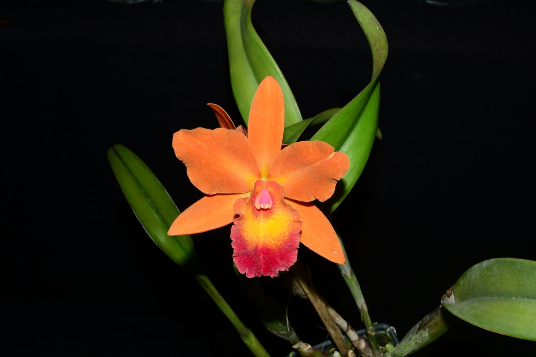 (Potinara Pozos Scarlet x Cattleya bicolor alba) x Laeliocattleya Amber Glow