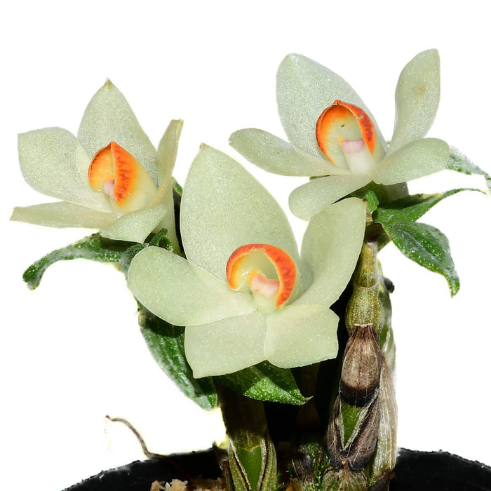 Dendrobium Papuatu White