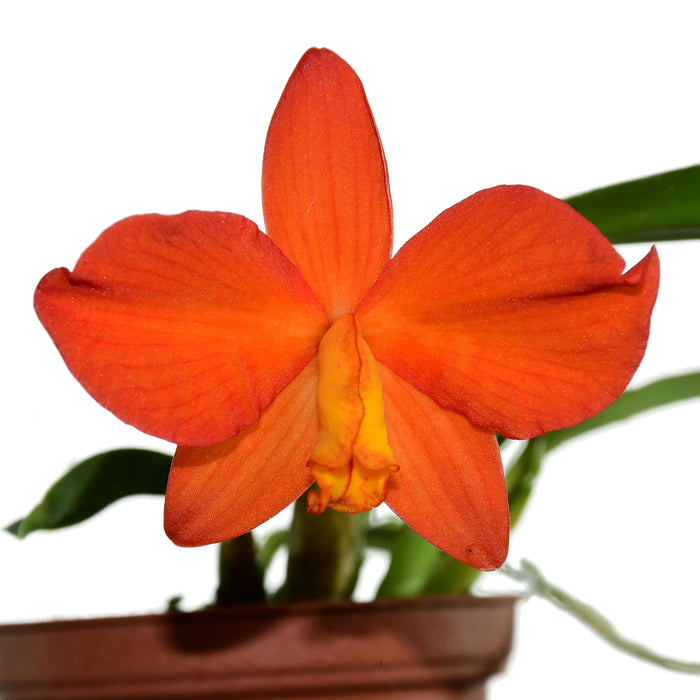 Sophronitis coccinea xanthoglossa