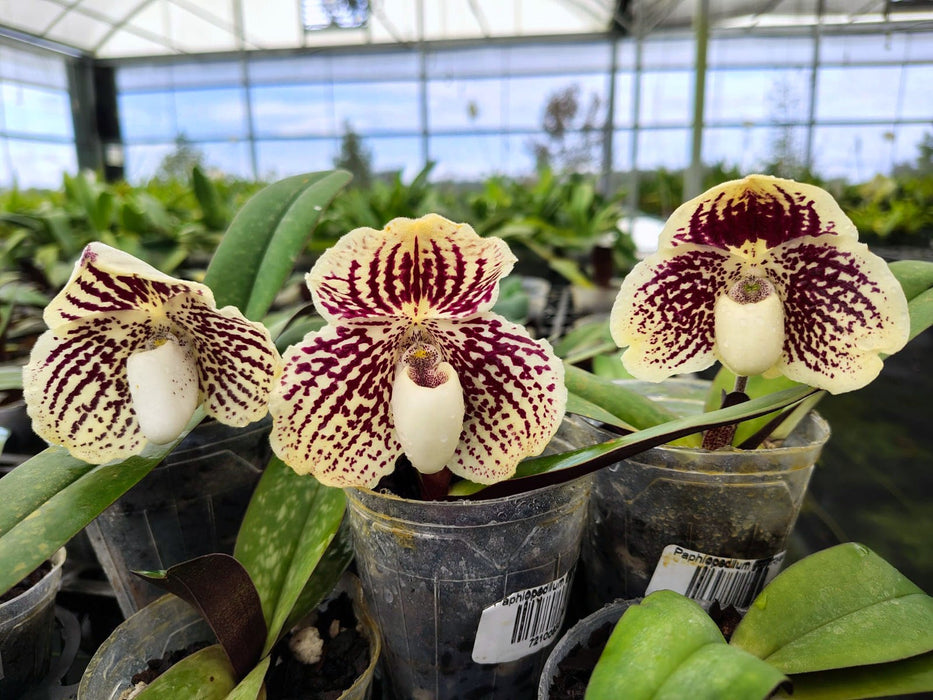 Paphiopedilum godefroyae