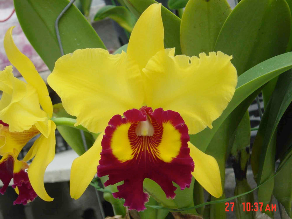 Rhyncholaeliocattleya Williette Wong 'The Best'