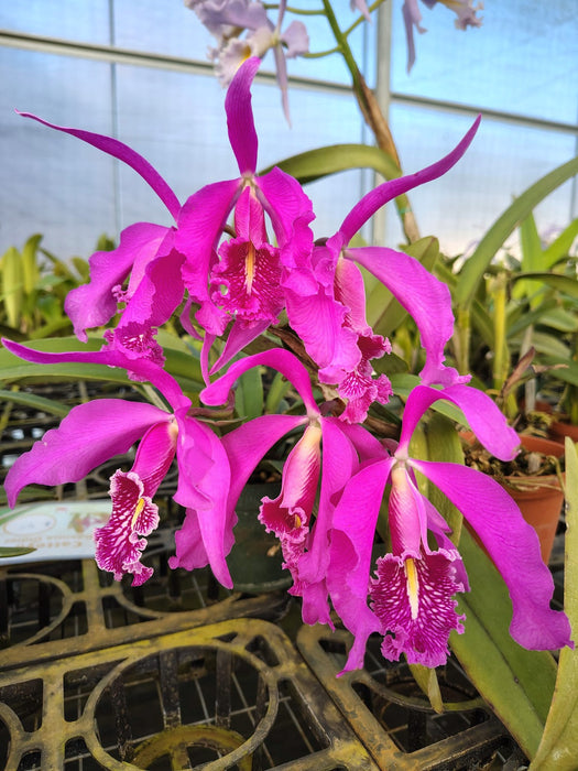 Cattleya maxima 'Didier'