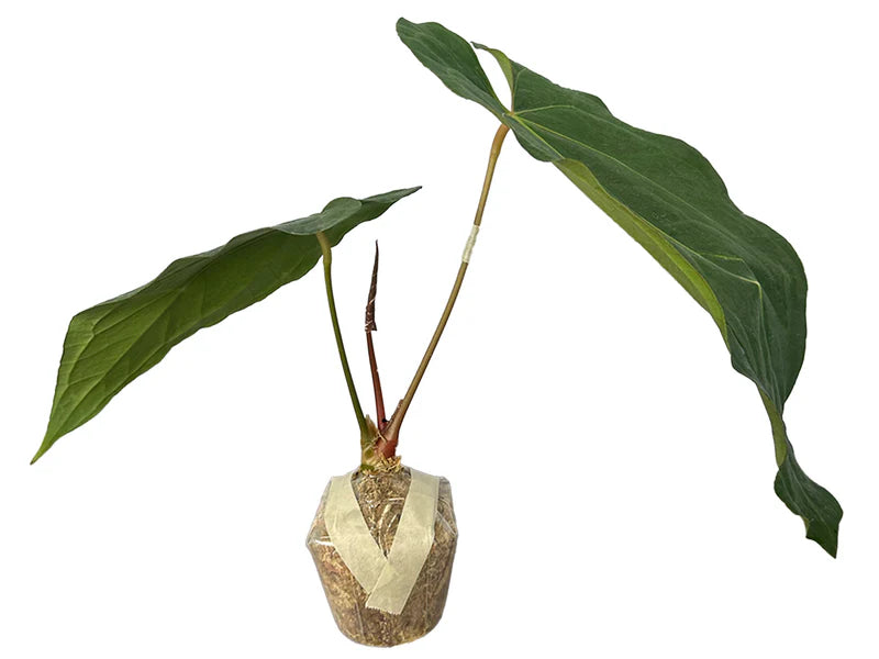 Anthurium Crystal's Black Leaves