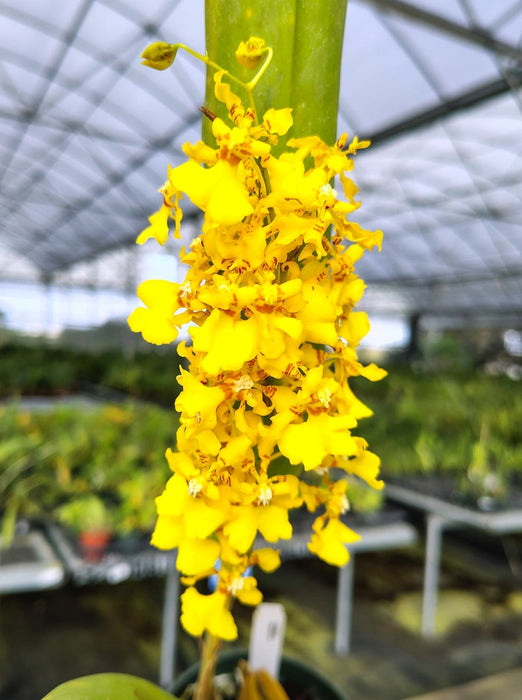 Oncidium nebulosum