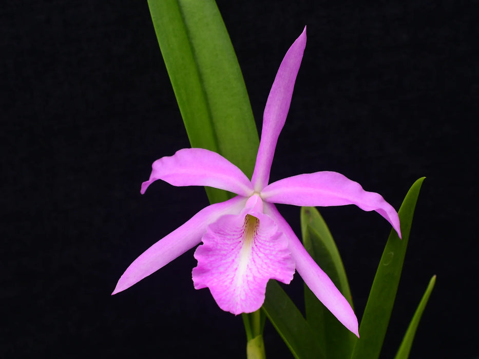 Brassocatanthe Estrella Andina