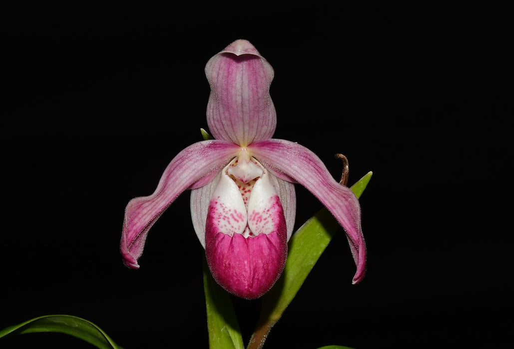 Phragmipedium Tayos