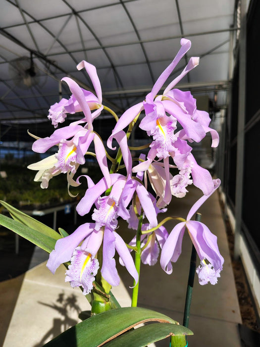 Cattleya maxima yellow lip 'Ingrid' x cod 8052