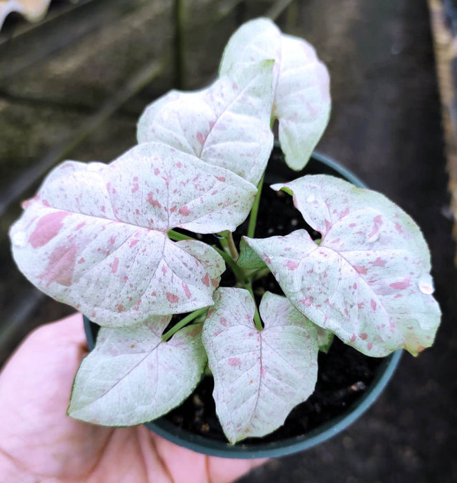 Syngonium Milk Confetti