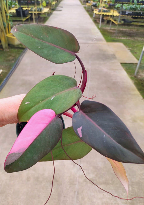 Philodendron Pink Princess - small