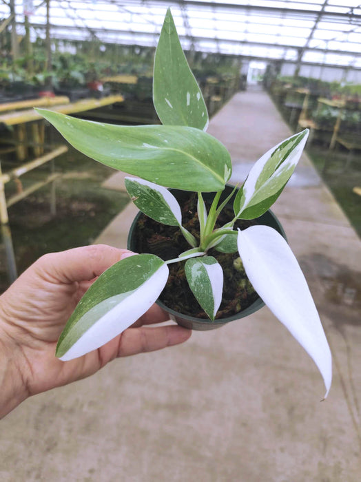 Philodendron White Wizard