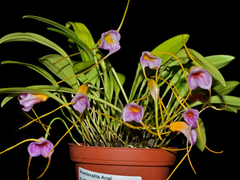 Masdevallia Anai