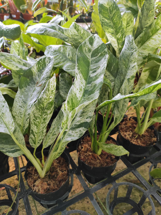 Epipremnum giganteum 'Marble' variegated