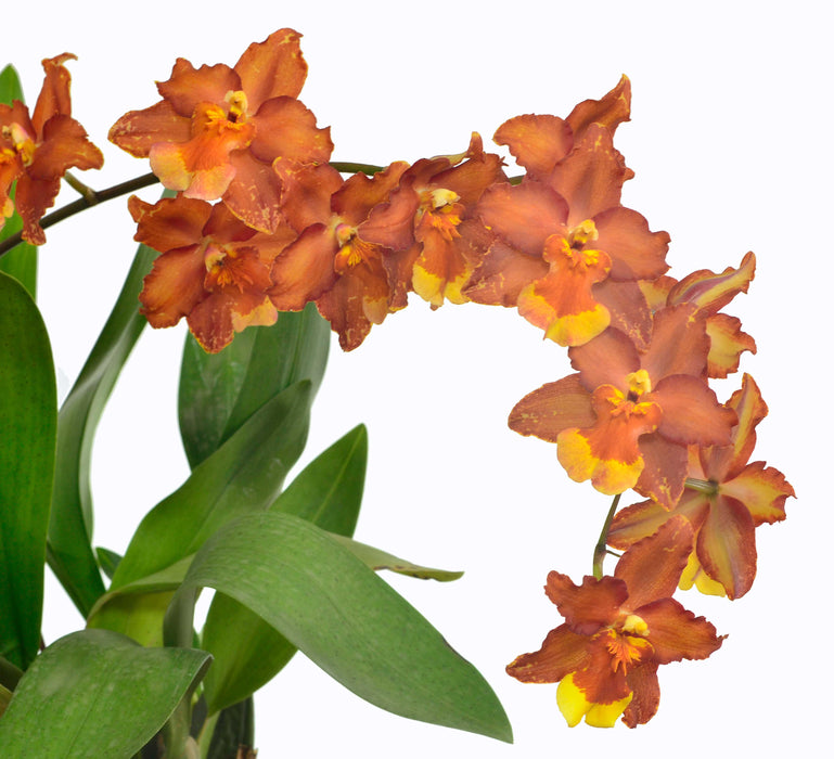 Oncidium Hilda Plumtree Purple Wings Bm /13 Woc