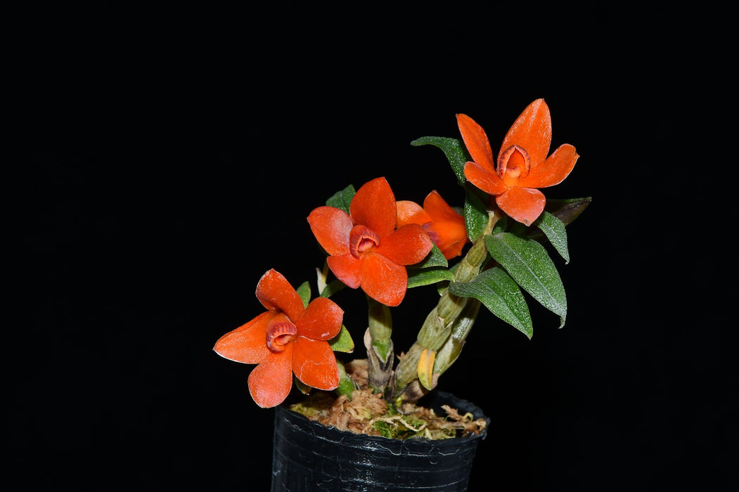 Dendrobium Papuatu f. orange