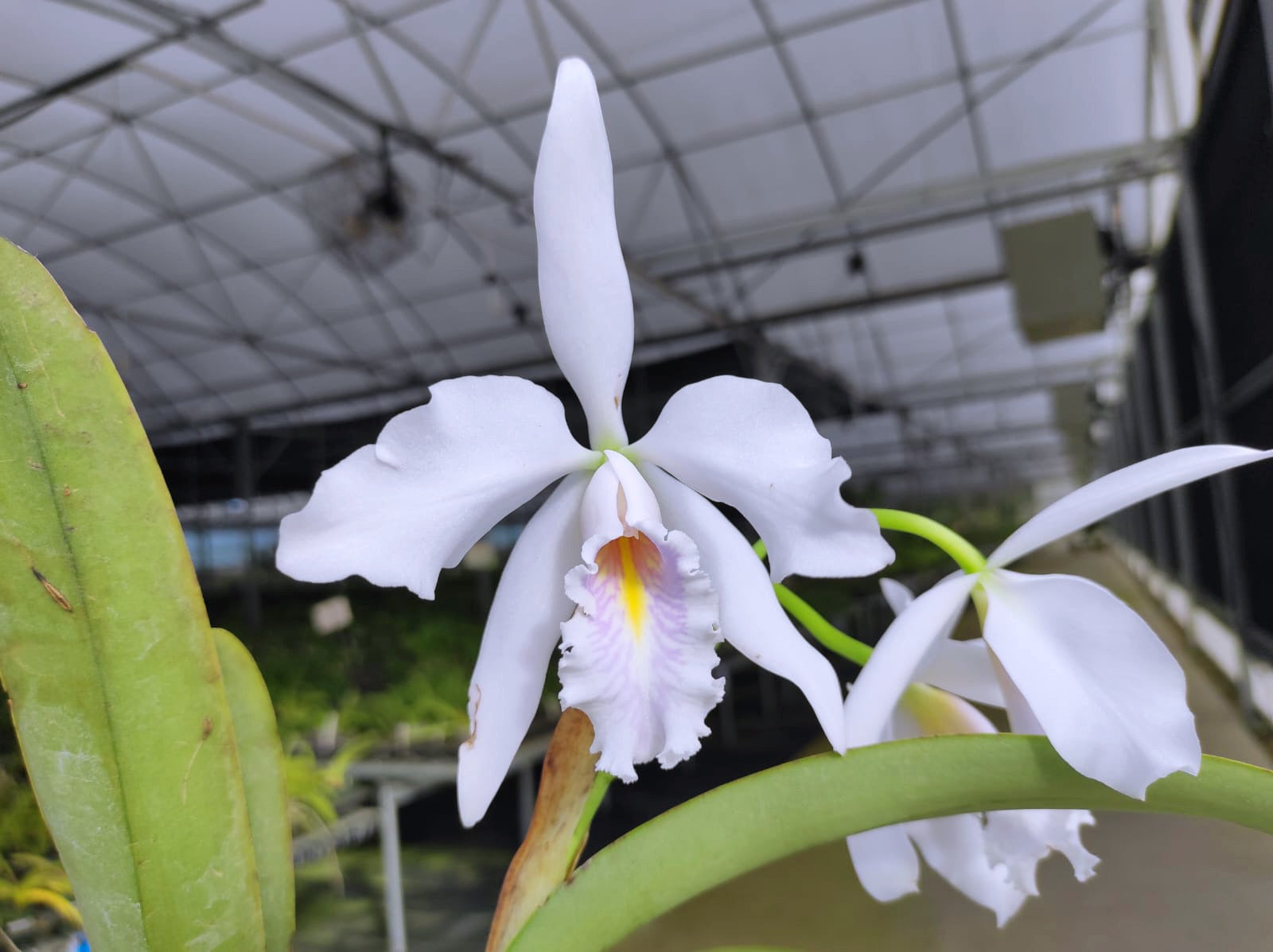 Cattleya maxima f. semialba coerulea 'Apopka' — Ecuagenera USA Corp