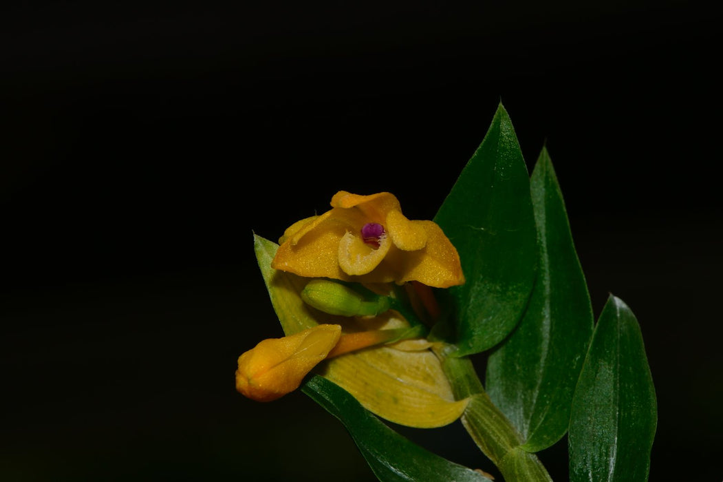 Dendrobium trichostomum yellow purple leaf x green leaf