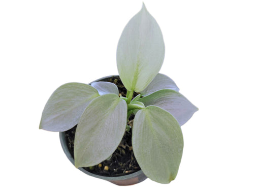 philodendron green sword Philodendron hastatum 'Silver Sword'