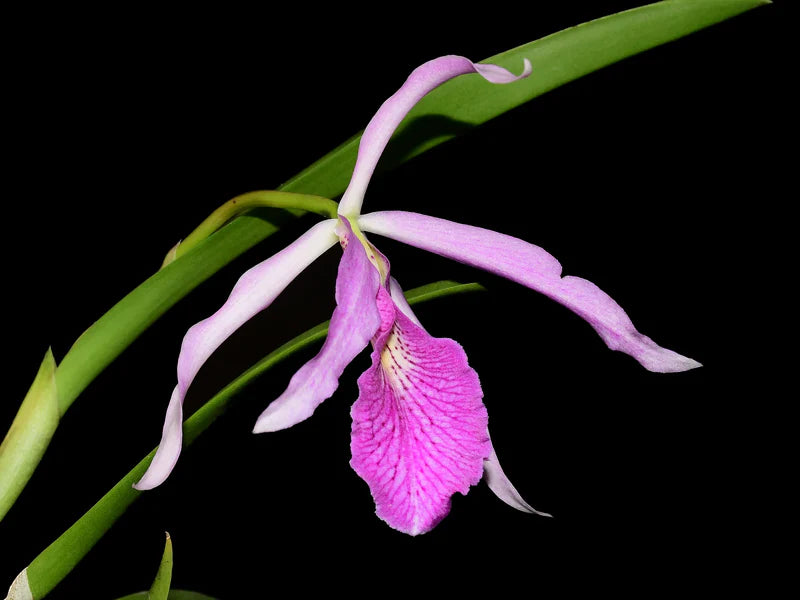 Brassocattleya Kay (N x var atropurpurea) — Ecuagenera USA Corp