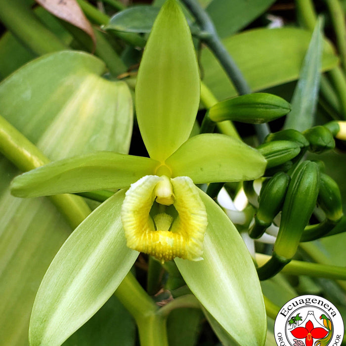 Vanilla planifolia