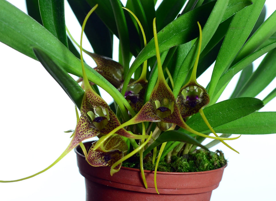 Masdevallia peristeria