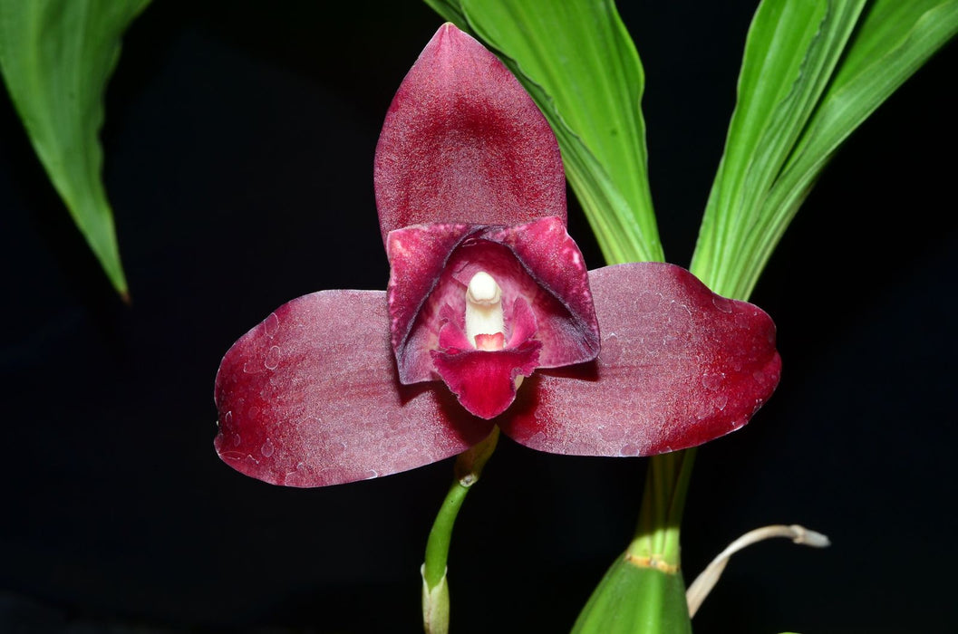 Lycaste Balliae Litensis