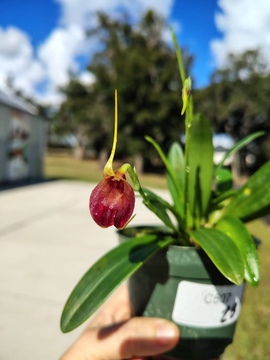 Masdevallia amplexa