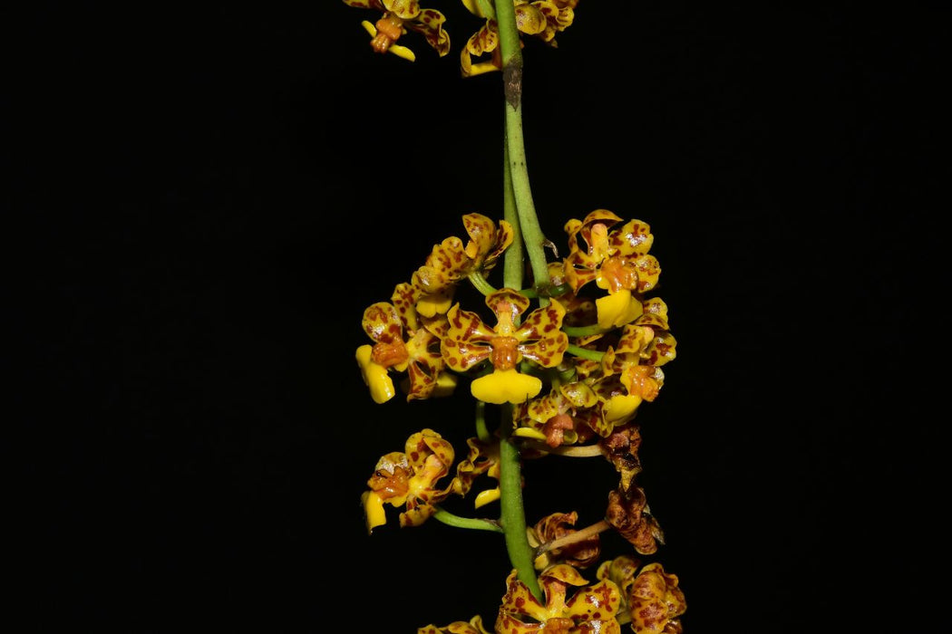 Trichocentrum nanum