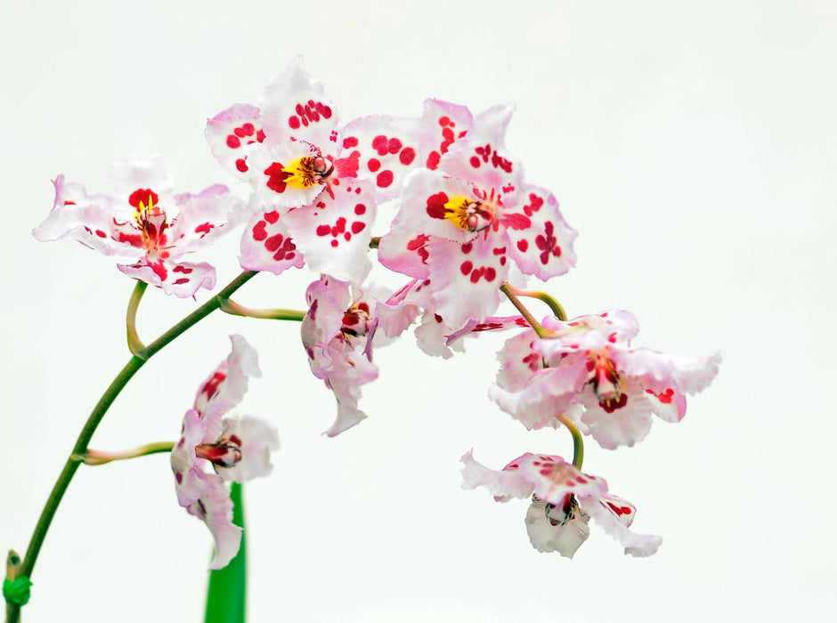 Odontoglossum Sally Jones ' Monarch' x Oda. Sally Jane