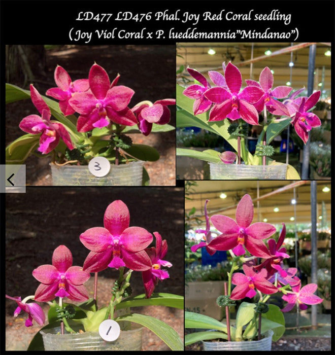 Phalaenopsis Joy Red Coral