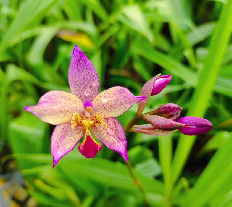 Spathoglottis Far Out Freckles