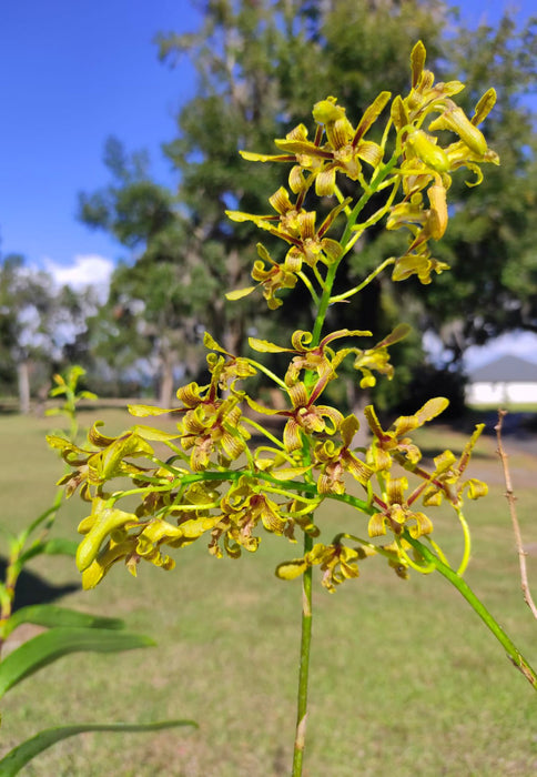 Dendrobium sylvanum