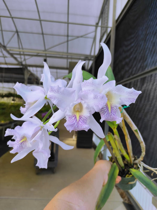 Cattleya Dominiana (1859) f. coerulea